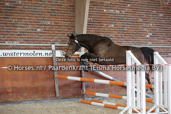 20 Hiantha HBC (Dantos x Dintha v. Canturano)