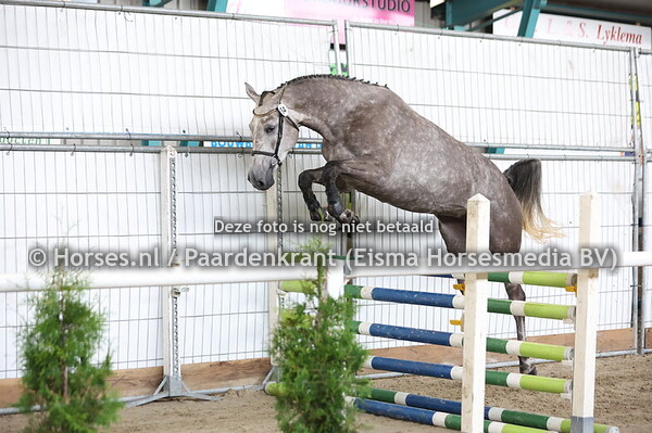 54 Sena Roos VDL (Carrera vdl X Nena Roos VDL v. Zirocco Blue)