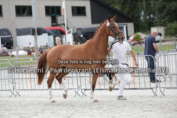 129 Olympia BB (Incognito x Anouk v. Negro)