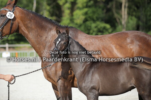 26 Something Special (Novian x Viva Donja v. Jazz)