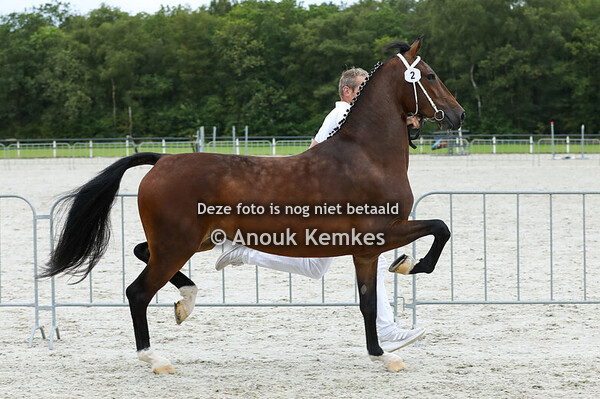 Rilanda ( Cizandro x Eebert ) 