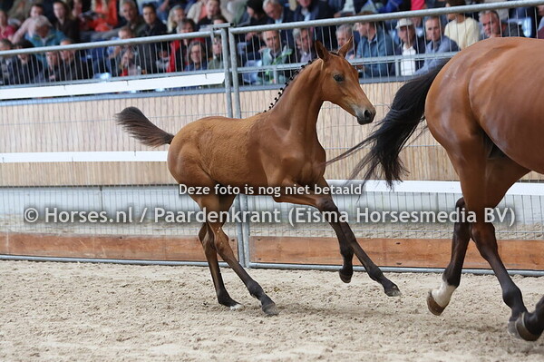 33 Viva Sinaa JB (Baltic x Rendez Vous v.Aganix du Seigneur)
