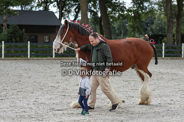 7. Heavy horse klasse
