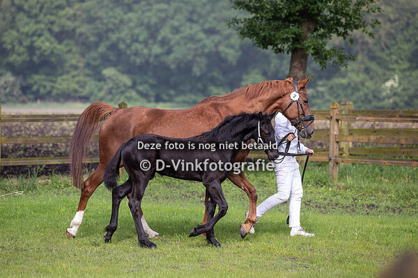 02. Chefke fan Laurena