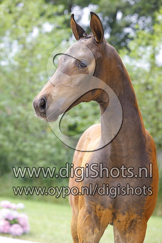 For Romance x Vivaldi