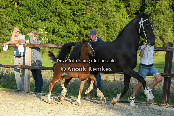 94 - Vrijheid ( Macho x Ulandro )  