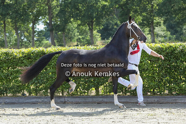 Simona Lieza AC ( Icellie x Avion Pierre )