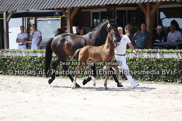 93 Vavorite (One Million x Marigold v. Habanna