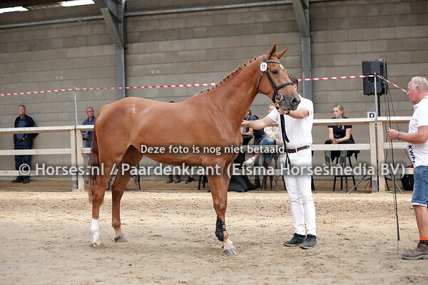 11 One and Only ES (Kashmir van Schuttershof x Isolde v. Cumano)