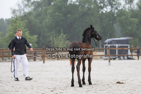 02. Storm van het Wase Hof