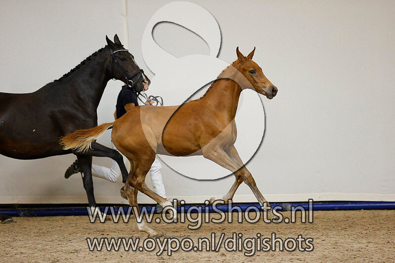 Imposantos x Charmeur