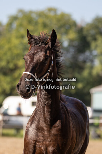 18. Blom J Hoefnagel