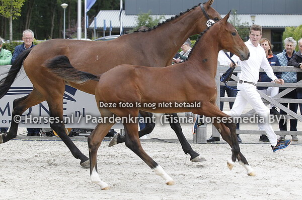 Fleau de Baian nafok