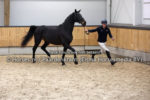 27 Raleigh VBF (Glamourdale x Lousiana v. Frinklin)