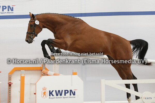 51 Patrica (El Barone x Antartica v. Kojak)