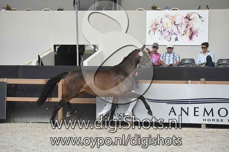 Kensie Ballerina v. Governor