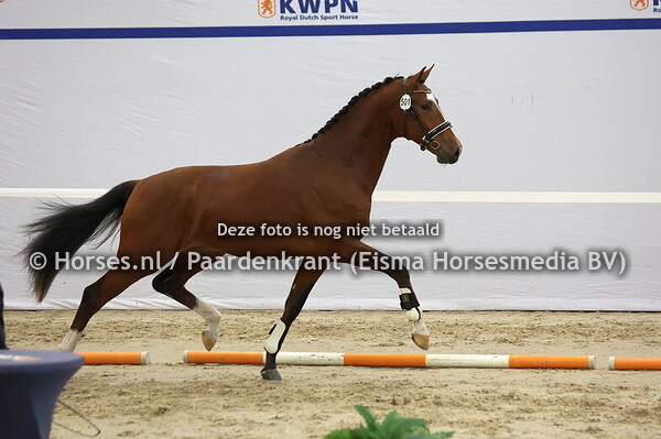 501 (Sanceo x Vitalis)