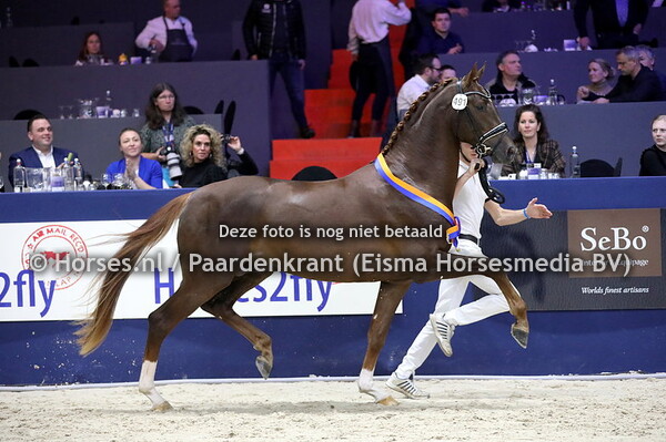 03-02-2023 KWPN HK jonge hengsten + primering
