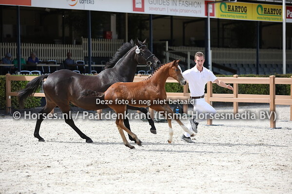 163 Oradiene (Kadinaal HX x Urraca)