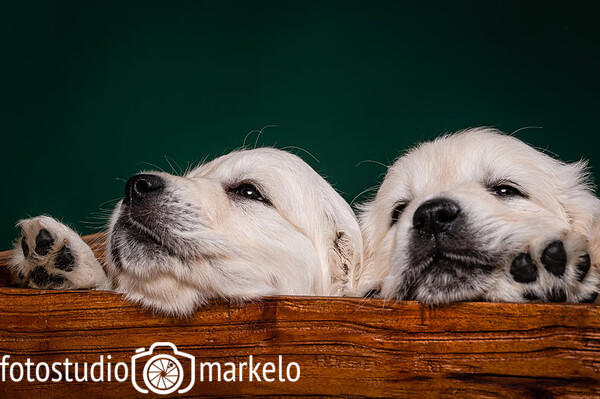 Puppy's oktober 2022