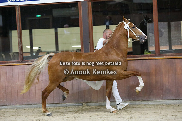 Randy Rose M ( Roy M x Patijn ) 