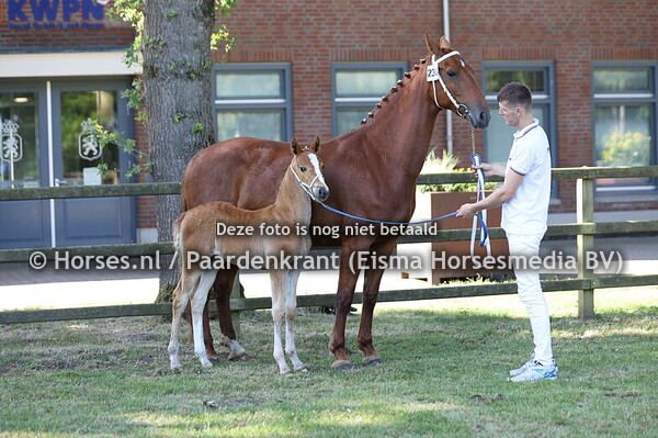 236 Videe (Norking Apple x Nidee v. Indiana)