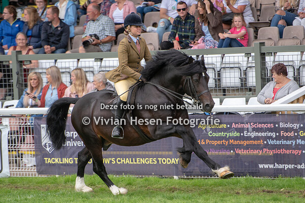 Ridden Section D Stallion