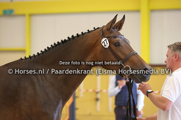 27 Sanita L (Arezzo VDL x Wrnita L. v.Quite Easy)