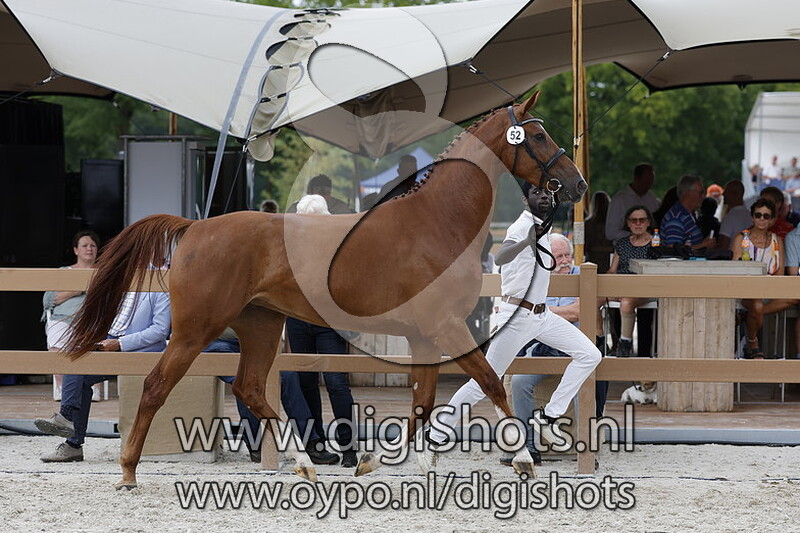 Pascha ES v. El Barone 111 Z