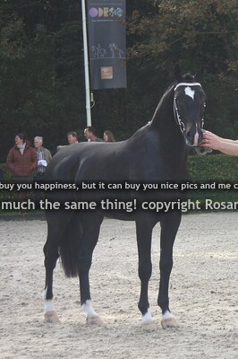 REBEL MJDB Lanto HBC x Cizandro