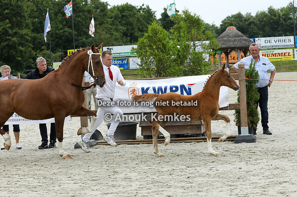 31 - Valentino van Zonnevanck ( Macho x Stuurboord )