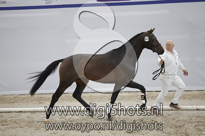 Paso Doble VZ v. Glamourdale - 372