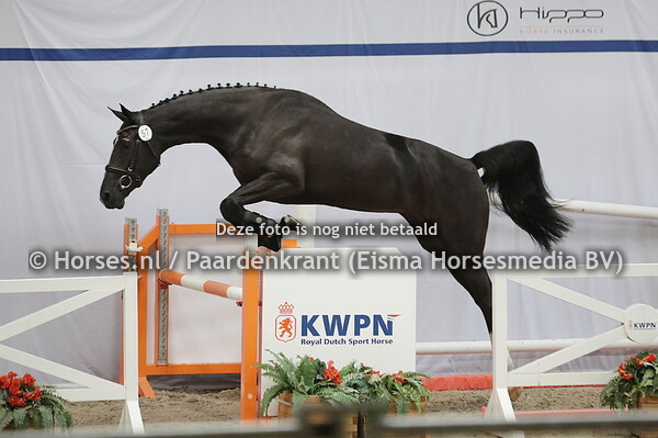 57 Orminka (Gaillard de la Pomme x Buminka v. Odermus))