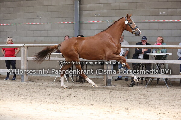 37 Sari Valet (Taniniau x Valet v. Jazz)