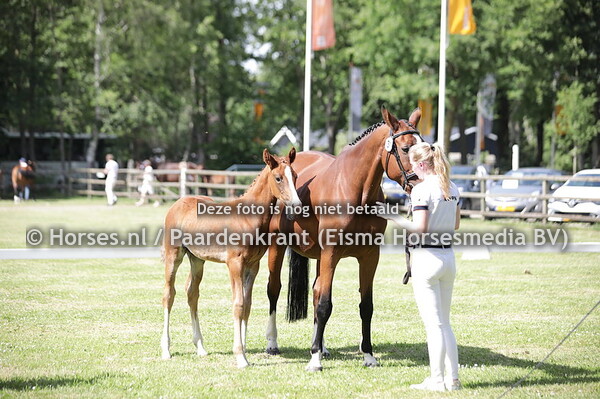 31 Sergant van de Blauwendraad (Defender VDS Z x  Unbelivia v. Jumpilot Z)