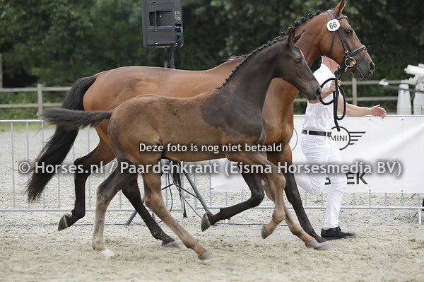 66 Tres 2VB (Glasgow vh Merelsnest x Joyce VB )