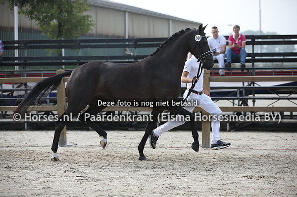 206 Kate Odette B (Franklin x Zodette v. Jazz)