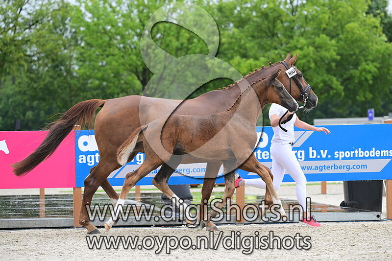 Utopias King BS - 100