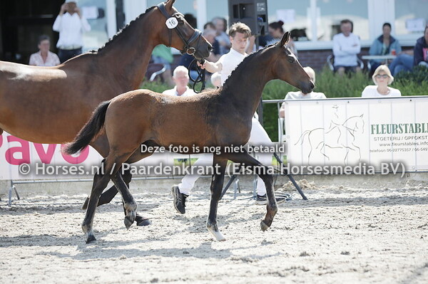 16 Sjans in Balans (Mister Diamond x I Oetina v. desperado)