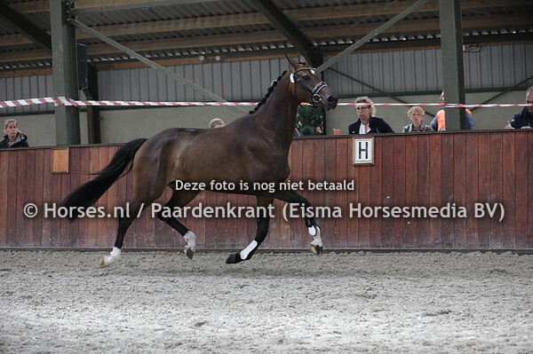 39 Liselot  (Everdale x Zamita Lotte v. Krack C)