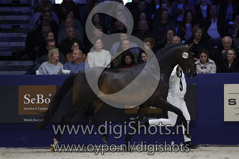 Roebel v. Romanov Blue Hors - 493