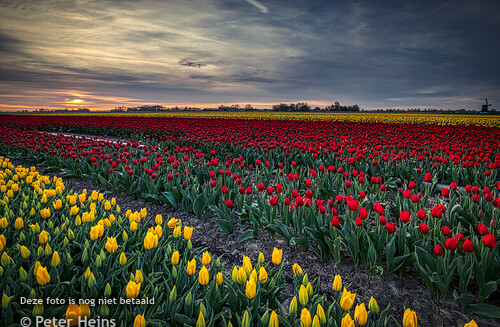 TULPEN_NNIEDORP_OBDAM_12-13APRIL2024