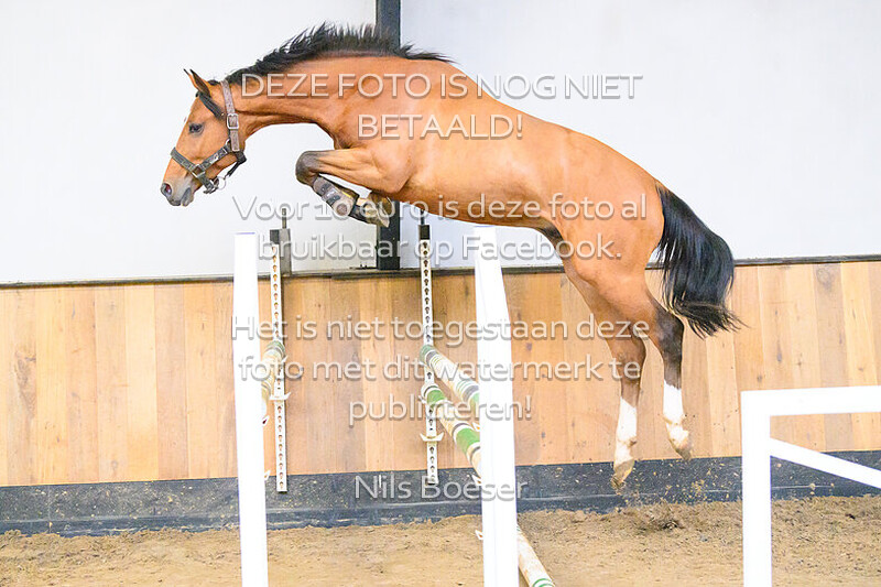 Paard_16
