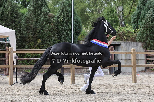 Kampioen 3 jarigen