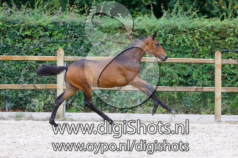 Rosy Murona v. Feinrich