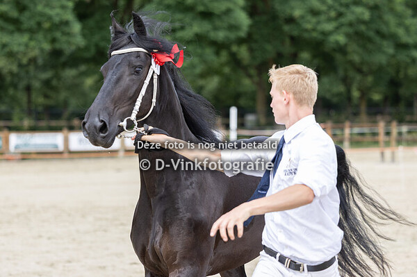 Rubriek 6a 3 jarige veulenboekmerries