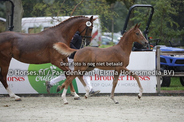 50 Pyandro=A-Ritz (King Karim x Amorea v. Royal Hit)