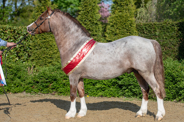 Stallion & Youngstock Show South