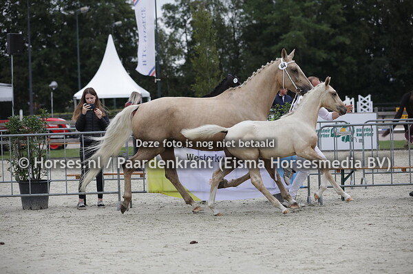 64 Payton (Charmeur x Foxy Foxtrot v. Zanbuka)
