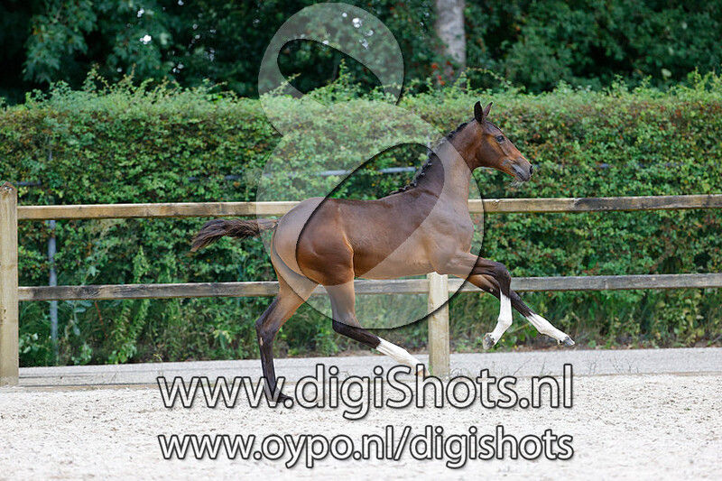 Vanilla Girl W v. Vaderland